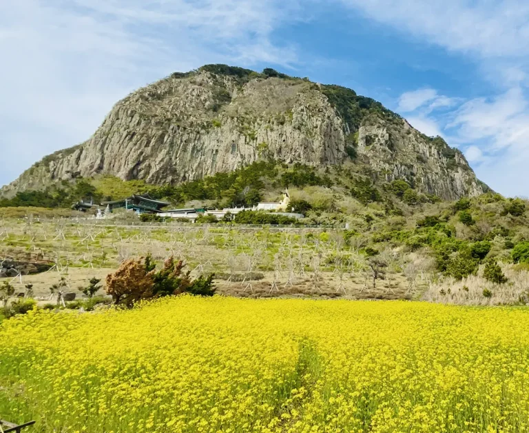 산방산 유채꽃