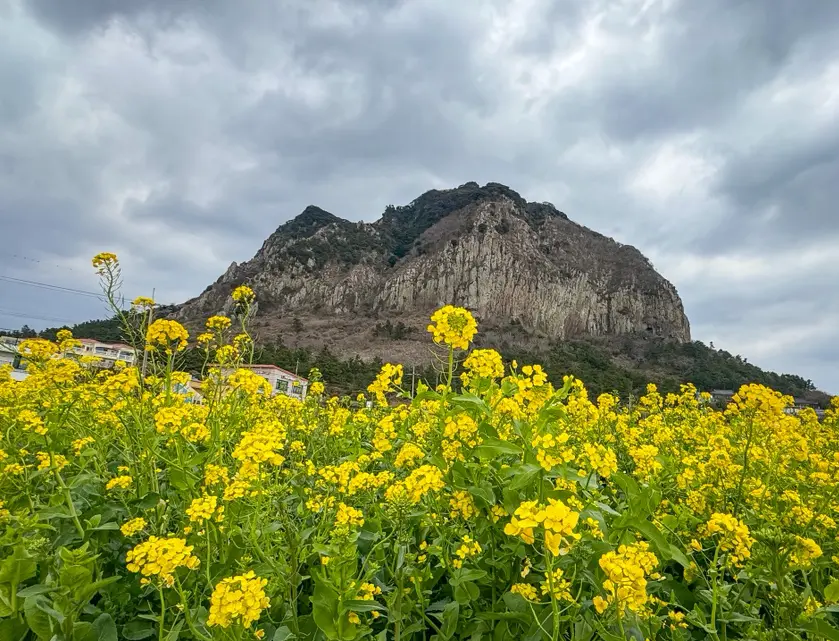 산방산 유채꽃