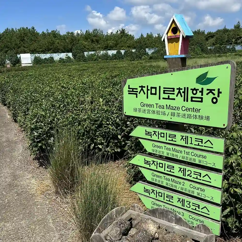 제주다원